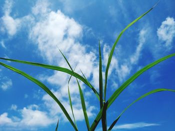 Low angle view of plants against blue sky