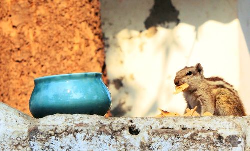 Close-up of lizard