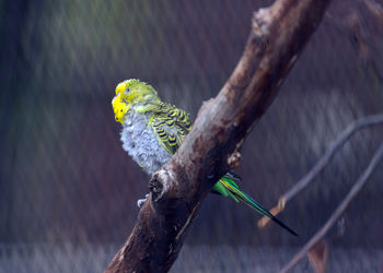 Close-up of bird perching on branch