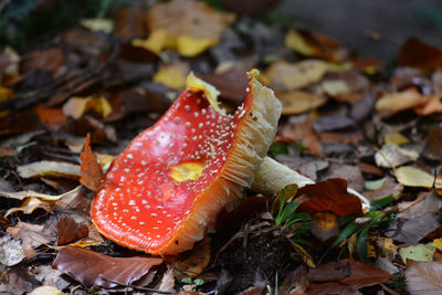 Close-up of mushroom growing on field