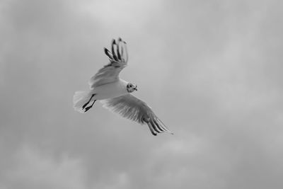 Low angle view of seagull flying in sky