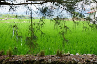 Plants growing on field by lake
