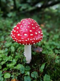 Close-up of mushrooms growing on tree