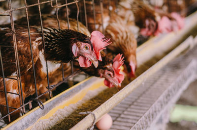 View of birds in cage