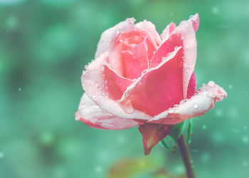 Close-up of wet pink rose blooming outdoors