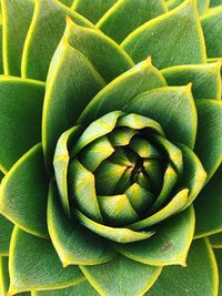 Full frame shot of green plant