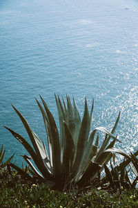 Succulent plant in sea