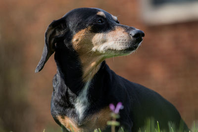 Close-up of dog looking away