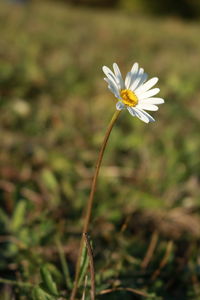 Close-up of white flowering plant on field