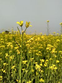 Close-up of fresh yellow flowers in field against sky