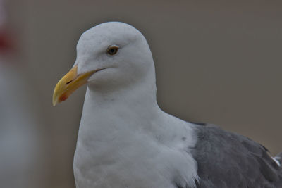 Close-up of seagull