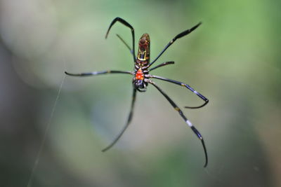 spider cross-shaped in summer forest. genus of araneomorphic spiders of orb-web family araneidae. 