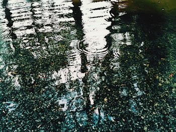 Reflection of trees in puddle