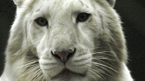 Close-up portrait of cat