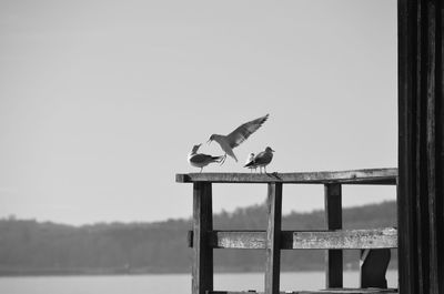 Seagull perching on wooden post