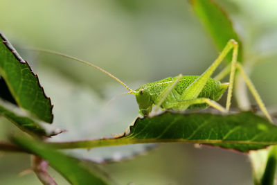 Close-up of insect on leaf