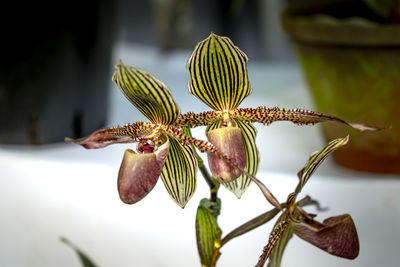 Close-up of flowering plant