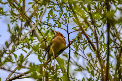 Low angle view of bird perching on tree