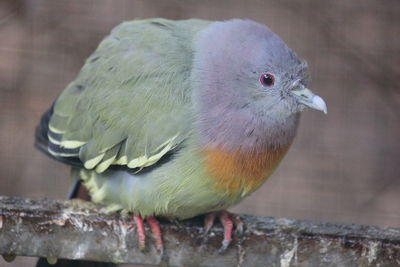 Close-up of parrot perching on wood