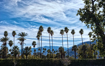 Palm trees by sea against blue sky