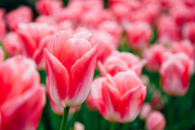 Close-up of pink flowers