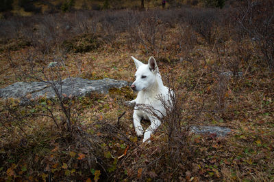 Portrait of a dog on field