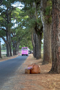 Cars on road amidst trees in city