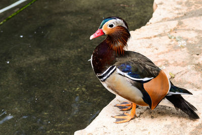 Close-up of bird