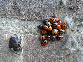 Close-up of stones