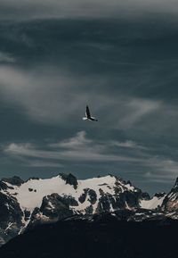 High angle view of seagull flying over snowcapped mountain