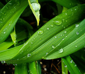 Close-up of wet leaves on rainy day