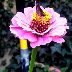 Close-up of pink flowers