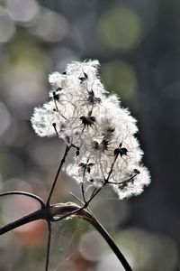 Close-up of wilted plant