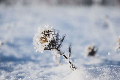 Close-up of frozen plant on snow covered field