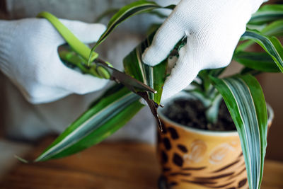 Spring houseplant care, waking up indoor plants for spring. female hands cutting the leaves of