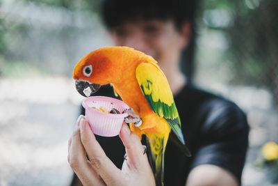 Close-up of hand feeding parrot