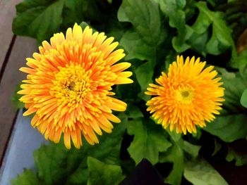 High angle view of yellow flowers blooming outdoors