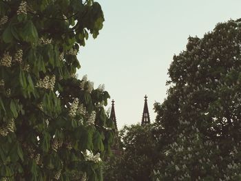 Low angle view of trees against clear sky