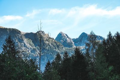 Panoramic view of trees in forest against sky