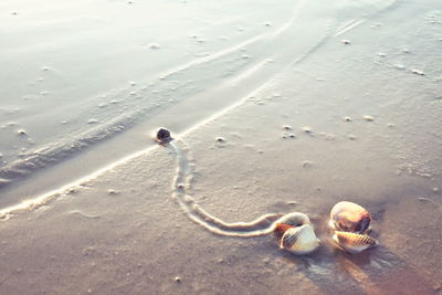 High angle view of shells on beach