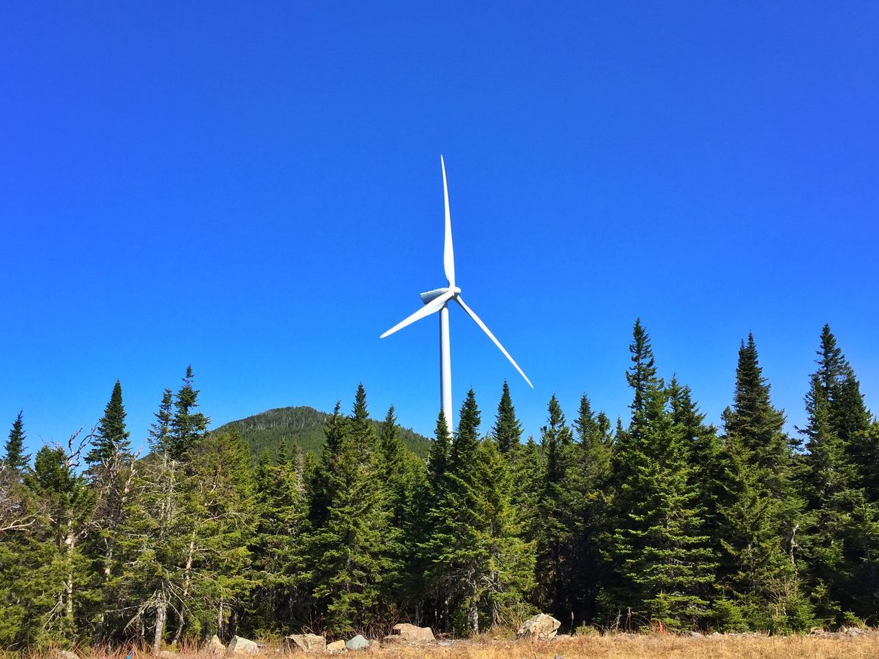 clear sky, wind power, windmill, blue, alternative energy, environmental conservation, copy space, wind turbine, renewable energy, fuel and power generation, landscape, tree, tranquility, tranquil scene, nature, low angle view, green color, growth, field, technology