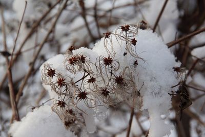 Close-up of snow covered plant