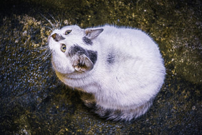 High angle view of a cat on pavement, in urban area