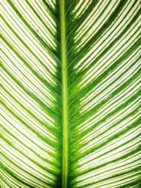 Close-up of palm leaf