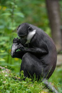 Monkey sitting on a field