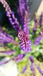 Close-up of purple flowers blooming outdoors