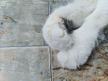 High angle view of a cat