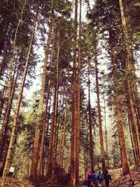 Panoramic view of pine trees in forest