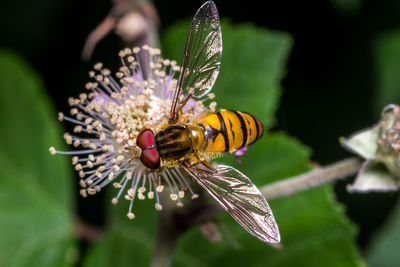 Close-up of bee on flower