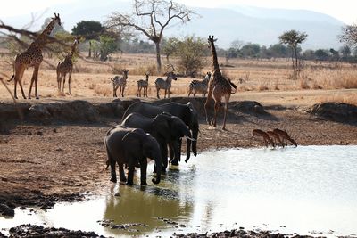 Scenic view of elephant in water against sky